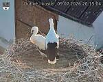 Capi_Dubne_20260709_201504.jpg