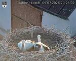 Capi_Dubne_20260709_202502.jpg