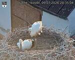 Capi_Dubne_20260709_203504.jpg
