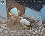 Capi_Dubne_20260709_204503.jpg