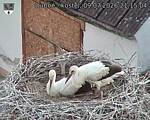 Capi_Dubne_20260709_211504.jpg