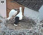 Capi_Dubne_20260709_212504.jpg
