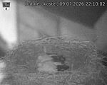 Capi_Dubne_20260709_221002.jpg