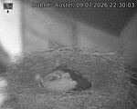 Capi_Dubne_20260709_223003.jpg