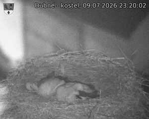 Capi_Dubne_20260709_232002.jpg (1350&nbsp;x&nbsp;1080)