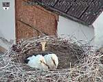Capi_Dubne_20260710_050503.jpg