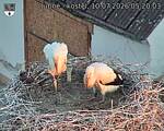 Capi_Dubne_20260710_052003.jpg