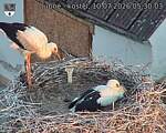 Capi_Dubne_20260710_053003.jpg