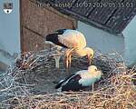 Capi_Dubne_20260710_053503.jpg