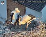 Capi_Dubne_20260710_054004.jpg