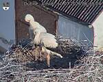 Capi_Dubne_20260710_063004.jpg