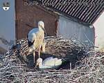 Capi_Dubne_20260710_063503.jpg