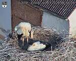 Capi_Dubne_20260710_064004.jpg