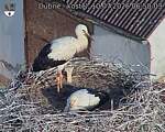 Capi_Dubne_20260710_065003.jpg