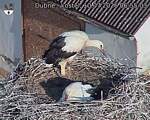 Capi_Dubne_20260710_065503.jpg