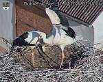 Capi_Dubne_20260710_071504.jpg