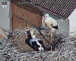 Capi_Dubne_20260710_072004.jpg