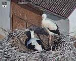 Capi_Dubne_20260710_073004.jpg