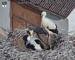 Capi_Dubne_20260710_073503.jpg