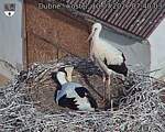 Capi_Dubne_20260710_074003.jpg