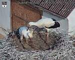 Capi_Dubne_20260710_074503.jpg
