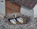 Capi_Dubne_20260710_075003.jpg
