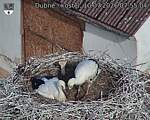 Capi_Dubne_20260710_075504.jpg