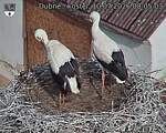 Capi_Dubne_20260710_080503.jpg