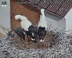 Capi_Dubne_20260710_081003.jpg