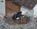 Capi_Dubne_20260710_081503.jpg