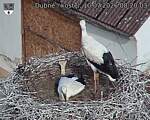 Capi_Dubne_20260710_082003.jpg