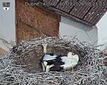 Capi_Dubne_20260710_082503.jpg