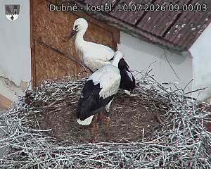 Capi_Dubne_20260710_090003.jpg (1350&nbsp;x&nbsp;1080)