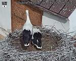 Capi_Dubne_20260710_090503.jpg