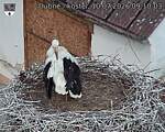 Capi_Dubne_20260710_091003.jpg