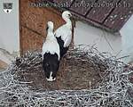 Capi_Dubne_20260710_091503.jpg