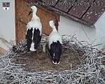 Capi_Dubne_20260710_092503.jpg