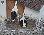 Capi_Dubne_20260710_093004.jpg