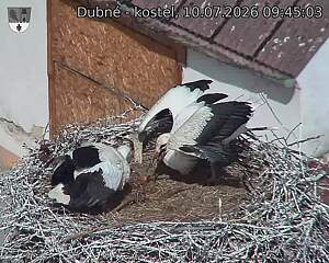 Capi_Dubne_20260710_094503.jpg (1350&nbsp;x&nbsp;1080)
