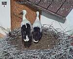 Capi_Dubne_20260710_095003.jpg