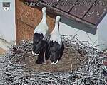 Capi_Dubne_20260710_102504.jpg