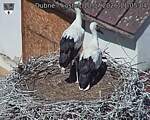 Capi_Dubne_20260710_110504.jpg