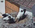Capi_Dubne_20260710_120502.jpg