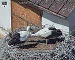 Capi_Dubne_20260710_121003.jpg