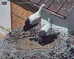 Capi_Dubne_20260710_130503.jpg
