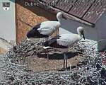 Capi_Dubne_20260710_131503.jpg