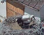 Capi_Dubne_20260710_134003.jpg