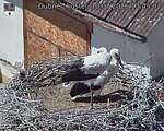 Capi_Dubne_20260710_134502.jpg