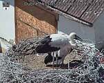 Capi_Dubne_20260710_135502.jpg