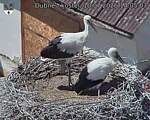 Capi_Dubne_20260710_140503.jpg
